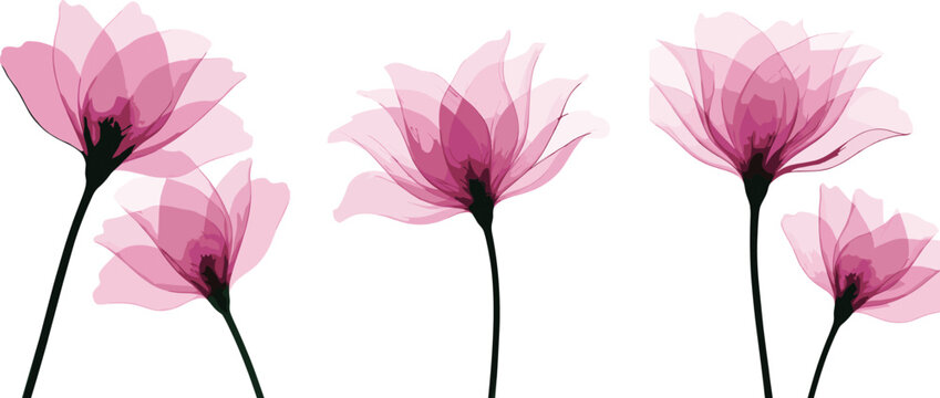 Pink X-Ray Watercolor Flowers Set Transparent Floral Illustration on White Background