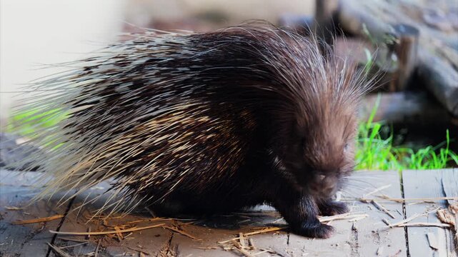 Close up shot of a north american porcupine eating and foraging on a wooden platform.