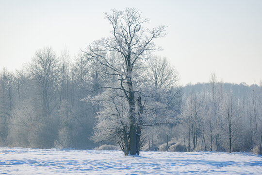 Aerial view of a frost-covered tree standing in a snow-covered field during an extremely cold winter in Poland.
