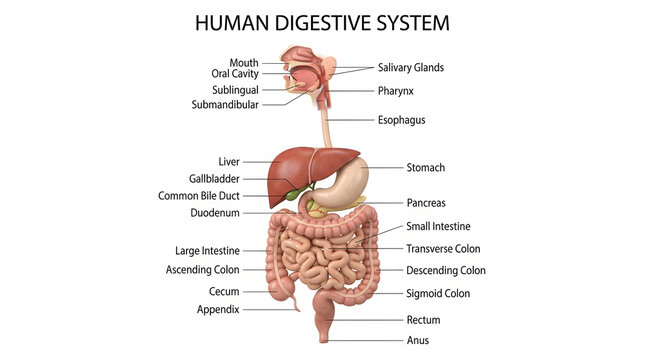 Detailed Diagram of the Human Digestive System with Labels