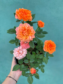 Beautiful arrangement of orange and pink miniature roses with green leaves against a turquoise background, showcasing colorful floral beauty.