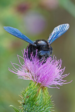 violet carpenter bee feed on a flower of milk thistle