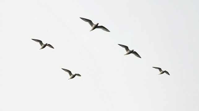 Five seagulls gliding in V formation against a minimalist high key sky, symbolizing freedom and aspiration