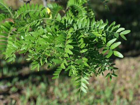 Green Leaves of Skyline Honeylocust (Gleditsia triacanthos var. inermis 'Skyline') in Colorado
