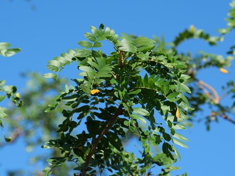 Skyline Honeylocust (Gleditsia triacanthos var. inermis 'Skyline') Leaves Against Blue Sky in Colorado