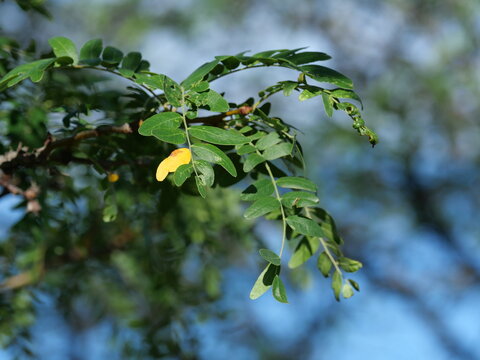 Skyline Honeylocust (Gleditsia triacanthos var. inermis 'Skyline') Leaves Beginning to Turn Yellow in Colorado