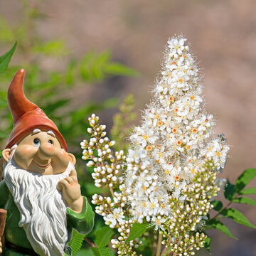 Astilbe,Prachtspiere, in einer Nahaufnahme