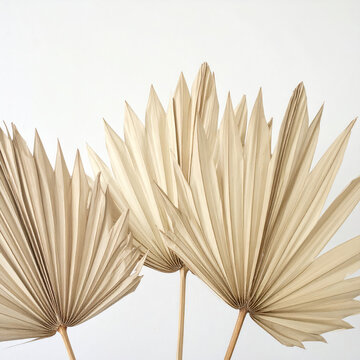 Decorative dried palm leaves for home decor and craft projects