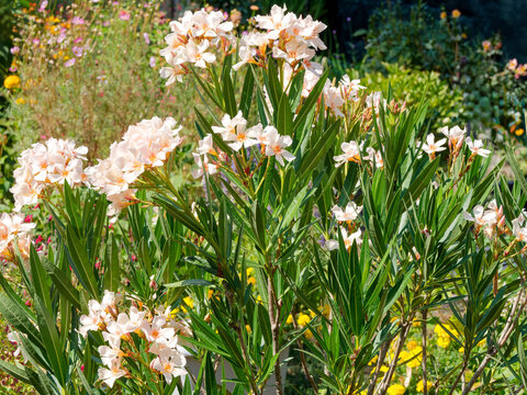 (Nerium oleander) Laurier-rose 'Angiolo Pucci. Arbuste m&eacute;diterraneen &agrave; floraison en cymes couleur ivoire nuanc&eacute;e de rose, gorge jaune vein&eacute;e de rouge sur branches ramifi&eacute;s &agrave; feuilles vertes
