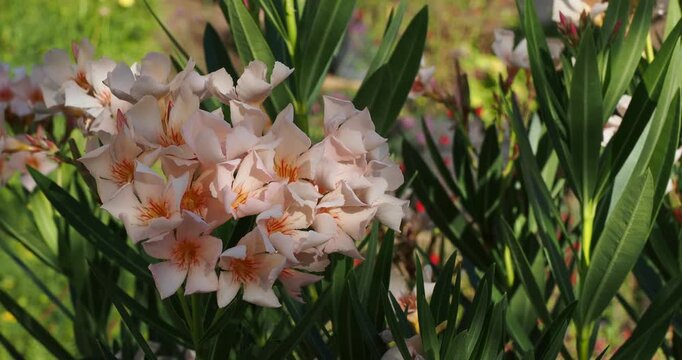 Nerium oleander ,'Angiolo Pucci'| Laurier-rose - Oleandre - N&eacute;rion. Bel arbuste m&eacute;diterran&eacute;en &agrave; fleurs couleur ivoire nuanc&eacute;e de rose, gorge jaune dor&eacute;, vein&eacute; de rouge dans un feuillage vert-bleut&eacute;
