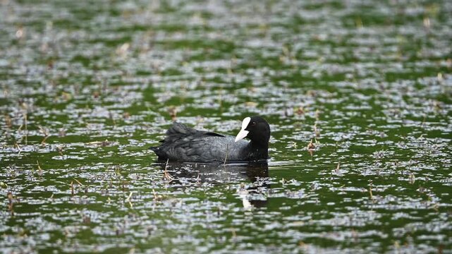 Eurasian Coot Swims In Pond