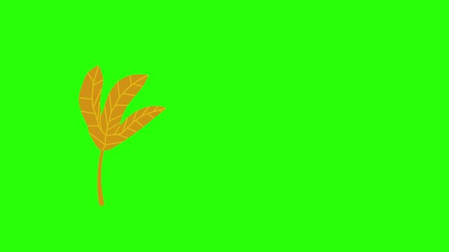 looping animated video of dry leaves floating on a green screen, the animated video can be used for things related to the dry season or autumn