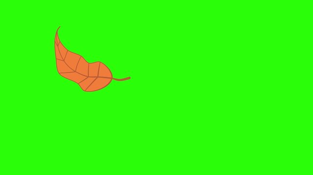 looping animated video of dry leaves floating on a green screen, the animated video can be used for things related to the dry season or autumn