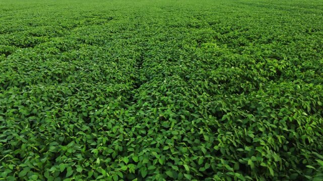 Lush green soybean field waving in the wind creating a natural agricultural background texture