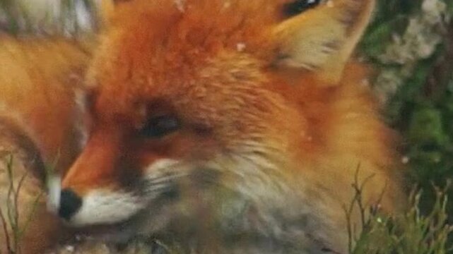 Red Fox With Snow Resting on Face Close Up
