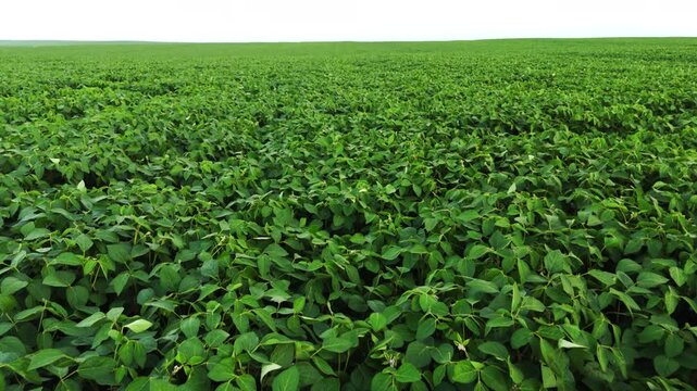 Lush green soybean field isolated on a white background for agriculture and farming concepts