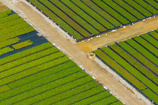 Aerial view of a nursery production of fruit bushes and ornamental shrubs with organized rows of green plants and dirt paths in Poland.