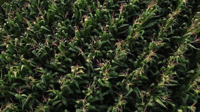 Aerial top down view of a lush green cornfield waving in the wind showing agriculture and farming concept