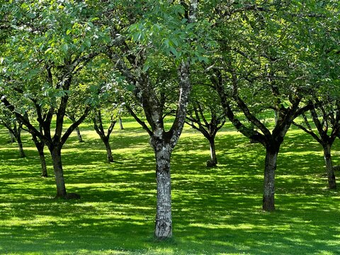 Walnut Orchard with Sunlit Trees in the Dordogne, France