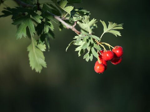 Red Fruits of Snowbird Hawthorn (Crataegus &times; mordenensis 'Snowbird') in Dappled Sunlight, Colorado