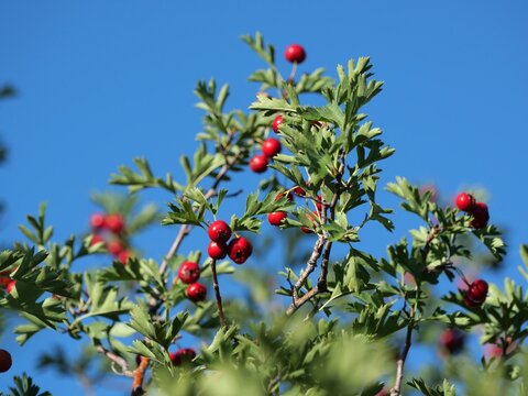 Red Fruits of Snowbird Hawthorn (Crataegus &times; mordenensis 'Snowbird') Against Blue Sky in Colorado