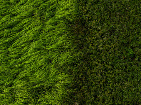 Aerial view of a field showing a contrast between long flowing green grass and shorter dark vegetation in Poland.