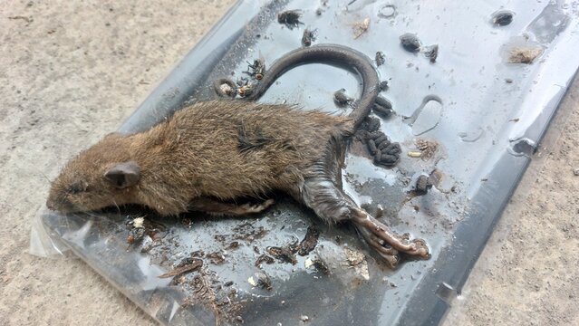 Dead Small Brown Rodent Caught in a Plastic Glue Trap Disposed on Concrete Floor Surface