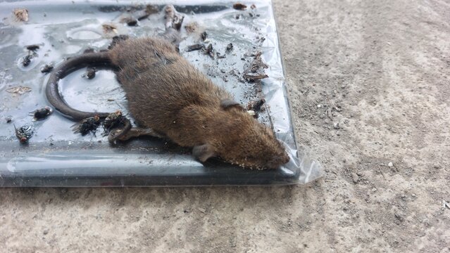 A dead rat caught on a sticky glue trap surrounded by flies on concrete ground