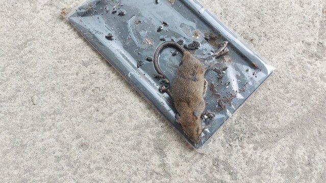 A dead mouse trapped on a sticky glue board pest control device lying on a concrete floor indoors