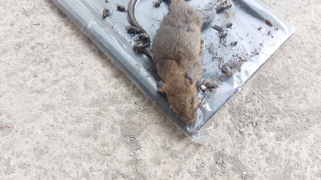 A deceased brown mouse firmly stuck on a black adhesive glue trap, depicting a grim but effective outcome of household pest control measures