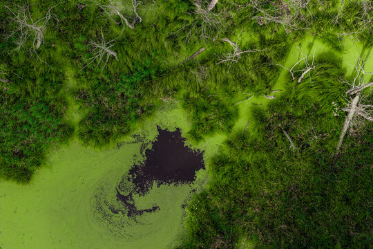 Aerial view of a swampy wetland with vibrant green algae covering the water, a dark pool, lush grasses, and weathered dead tree trunks in Poland.