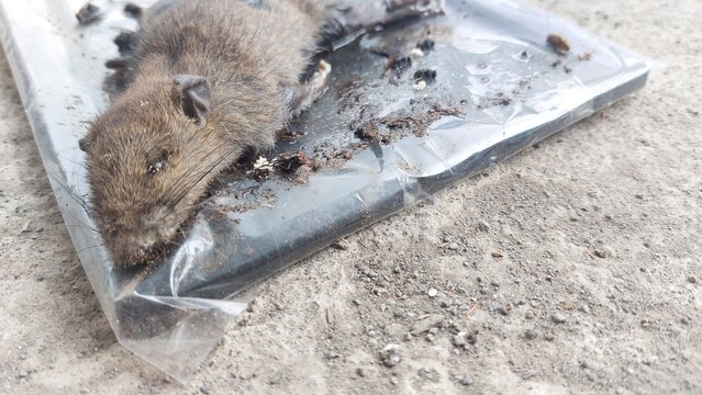 Deceased rodent discovered and contained within a clear plastic bag on a dusty outdoor surface, depicting a common pest control aftermath