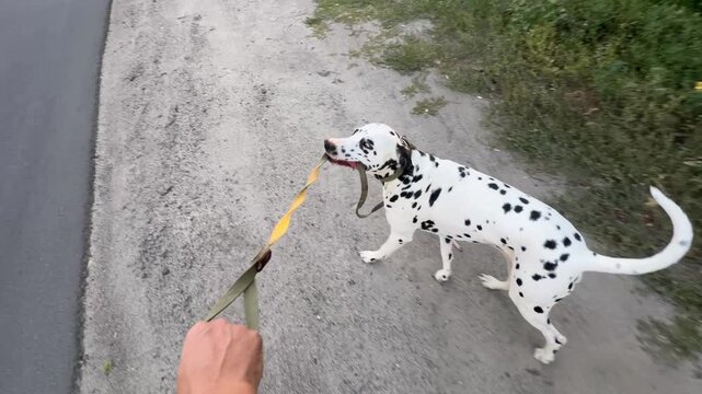 Playful spotted Dalmatian dog biting strap leash held by human hand during outdoor walk along road asphalt. Active purebred pet pulling leash in first person perspective during sunny evening walk.