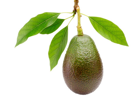 Avocado am Zweig isoliert auf transparentem Hintergrund 
