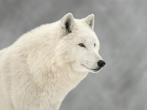 Side view profile portrait of majestic white arctic wolf in winter.