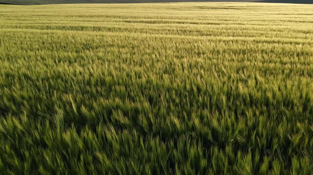 Green wheat field waving in the wind creating a mesmerizing pattern in the evening light during a beautiful golden hour sunset