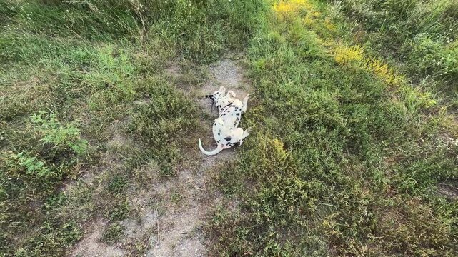Playful spotted Dalmatian dog rolling on back in green grass outdoors. Purebred pet lying on dirt path enjoying active summer day in meadow, standing up afterwards in high angle view.