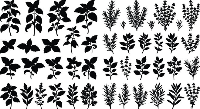 Collection of culinary herb black silhouettes featuring basil rosemary thyme and mint isolated on white background