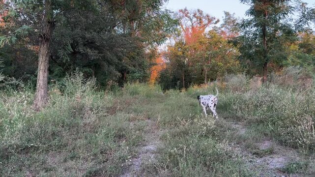 Active Dalmatian dog running towards camera along dirt path in summer forest park. Happy purebred spotted pet enjoying outdoor walk in nature meadow during sunny day. Full body view.