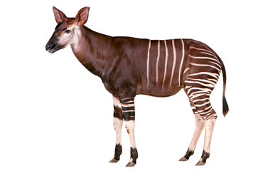 Naklejka premium Side view of a single okapi african forest mammal animal