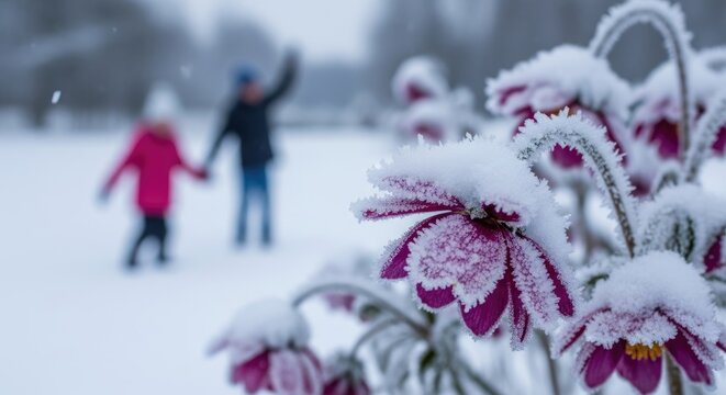 snowy flowers and family ice skating