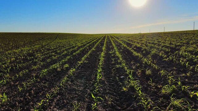 Young green corn seedlings growing in an agricultural field at sunrise with a clear blue sky and rows leading to the horizon