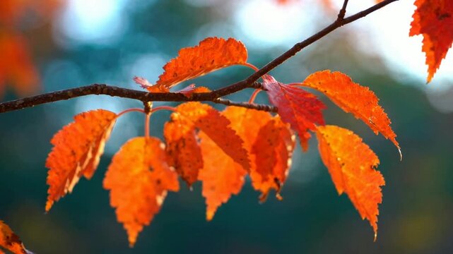 Vibrant autumn leaves swaying gently on tree branch in soft sunlight, close-up nature background, for seasonal projects, and fall themes
