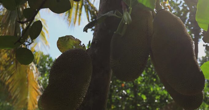 Green jackfruit grow on the Jack fruit tree