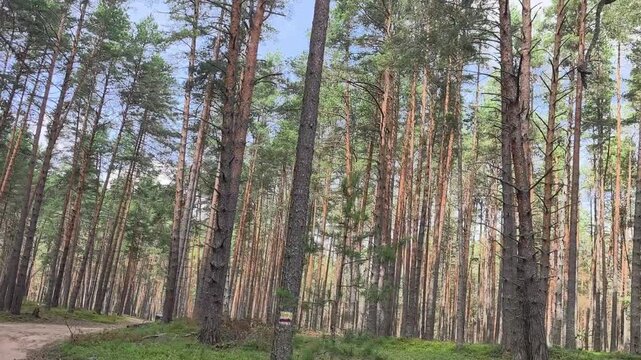 pine forest sliding past while car moving slowly along road. tall pine trunks standing in rows under clear sky above path. concept of pine woodland and calm journey through wild nature