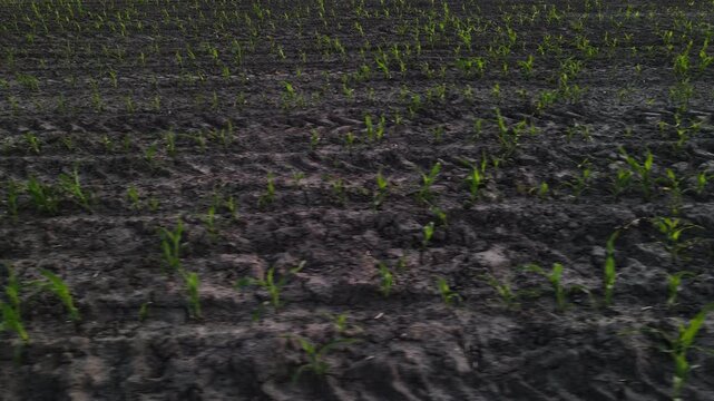 Tractor tire marks on a cornfield with emerging green seedlings in early spring, showcasing modern farming cultivation practices