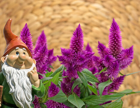 Federbusch, Hahnenkamm,Brandschopf,Celosia argentea,in einer Nahaufmahme