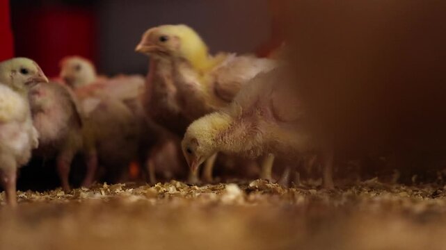 low angle floor level closeup of fluffy chicken chicks in dark barn