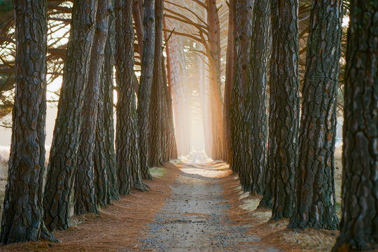 Sunlit pine forest trail disappearing into a warm glowing woodland