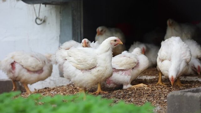 Low angle slow pan shot: White chicken hens outside door to coop